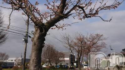 長岡デリヘル 人妻楼　長岡店(ヒトヅマロウ　ナガオカテン) なな(43)の3月27日写メブログ「近所の道を」