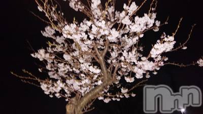 長岡デリヘル 人妻楼　長岡店(ヒトヅマロウ　ナガオカテン) なな(43)の3月31日写メブログ「夜桜と言う名の」