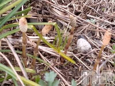 長岡デリヘル 人妻楼　長岡店(ヒトヅマロウ　ナガオカテン) なな(43)の3月25日写メブログ「取る、取らない！？」