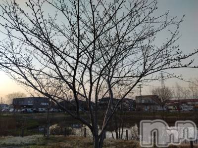 長岡デリヘル 人妻楼　長岡店(ヒトヅマロウ　ナガオカテン) なな(43)の3月29日写メブログ「うちの近所は」