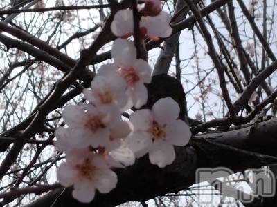 長岡デリヘル 人妻楼　長岡店(ヒトヅマロウ　ナガオカテン) なな(43)の4月1日写メブログ「咲いてました。」