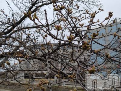 長岡デリヘル 人妻楼　長岡店(ヒトヅマロウ　ナガオカテン) なな(43)の4月2日写メブログ「長岡駅裏の」