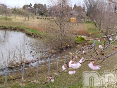 長岡デリヘル 人妻楼　長岡店(ヒトヅマロウ　ナガオカテン) なな(43)の4月4日写メブログ「キットカットがぁ！！」