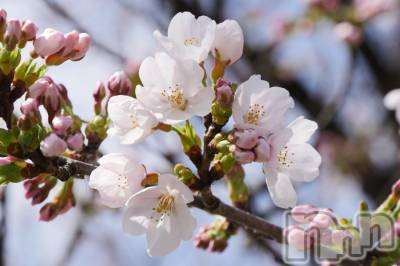 長岡デリヘル 人妻楼　長岡店(ヒトヅマロウ　ナガオカテン) なな(43)の4月5日写メブログ「開花し！」