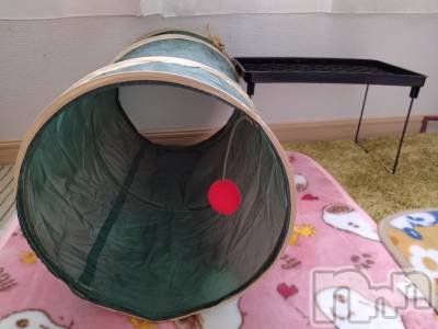 長岡デリヘル 人妻楼　長岡店(ヒトヅマロウ　ナガオカテン) なな(43)の4月19日写メブログ「ダイソーで買った！」