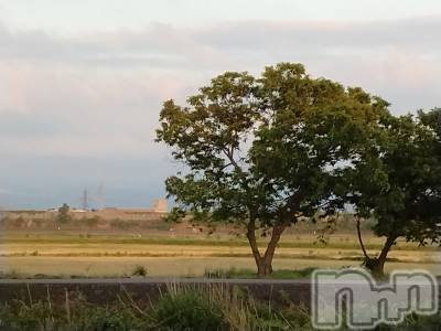 長岡デリヘル 人妻楼　長岡店(ヒトヅマロウ　ナガオカテン) なな(43)の5月20日写メブログ「この木••」