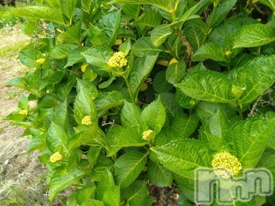 長岡デリヘル 人妻楼　長岡店(ヒトヅマロウ　ナガオカテン) なな(43)の5月24日写メブログ「６月10日から」