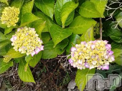 長岡デリヘル 人妻楼　長岡店(ヒトヅマロウ　ナガオカテン) なな(43)の6月3日写メブログ「地震で！！！」