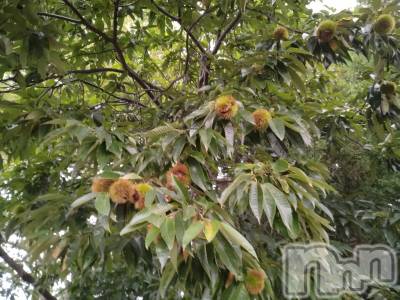 長岡デリヘル 人妻楼　長岡店(ヒトヅマロウ　ナガオカテン) なな(43)の9月15日写メブログ「近所を歩いて」