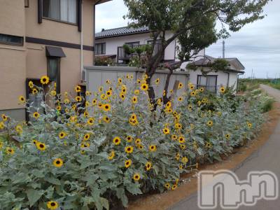 長岡デリヘル 人妻楼　長岡店(ヒトヅマロウ　ナガオカテン) なな(43)の9月19日写メブログ「向日葵？？」