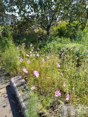 長岡デリヘル 人妻楼　長岡店(ヒトヅマロウ　ナガオカテン) なな(43)の10月2日写メブログ「近所で」