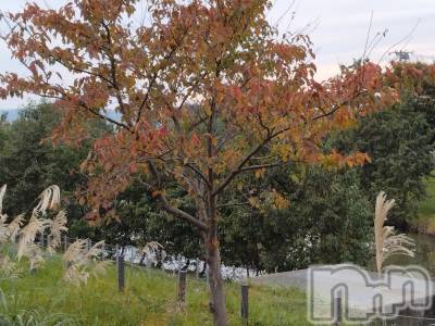 長岡デリヘル 人妻楼　長岡店(ヒトヅマロウ　ナガオカテン) なな(43)の11月16日写メブログ「転んだ」