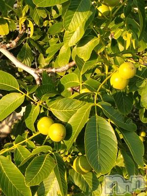 長岡デリヘル 人妻楼 長岡店(ヒトヅマロウ ナガオカテン) なな(43)の6月17日写メブログ「毎日食べるもの」