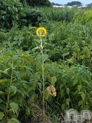 長岡デリヘル 人妻楼 長岡店(ヒトヅマロウ ナガオカテン) なな(43)の7月26日写メブログ「多分きっと」