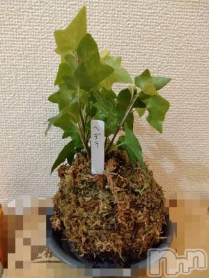 長岡人妻デリヘル 人妻楼　長岡店(ヒトヅマロウ　ナガオカテン) なな(43)の8月29日写メブログ「苔玉」