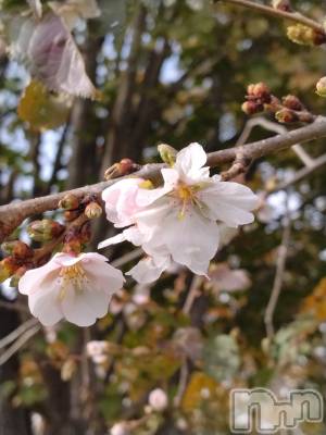 長岡デリヘル 人妻楼　長岡店(ヒトヅマロウ　ナガオカテン) なな(43)の11月24日写メブログ「11月なのに」