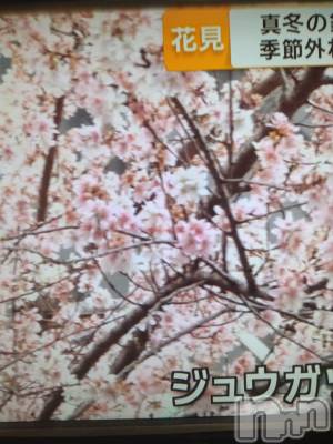 長岡デリヘル 人妻楼　長岡店(ヒトヅマロウ　ナガオカテン) なな(43)の1月18日写メブログ「桜が咲いたのだとか」