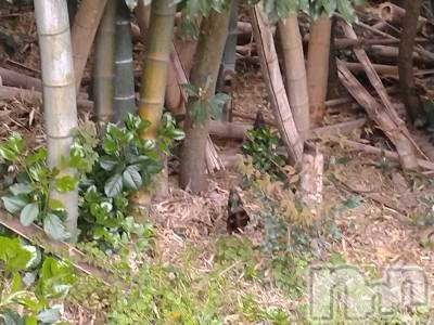 長岡デリヘル 人妻楼　長岡店(ヒトヅマロウ　ナガオカテン) なな(43)の5月1日写メブログ「竹やぶの中に」