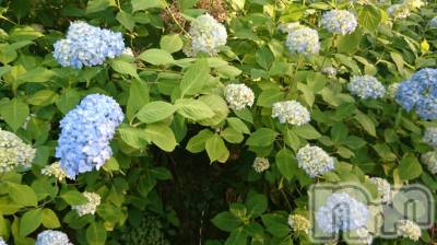 長岡デリヘル 人妻楼　長岡店(ヒトヅマロウ　ナガオカテン) なな(43)の6月12日写メブログ「ハナ、コトバ」