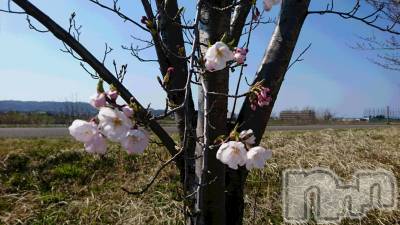 長岡デリヘル 人妻楼　長岡店(ヒトヅマロウ　ナガオカテン) なな(43)の4月5日写メブログ「今日、昨日も」