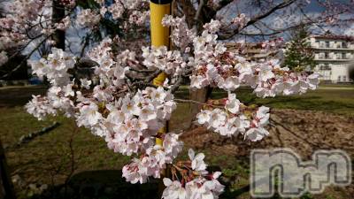 長岡デリヘル 人妻楼　長岡店(ヒトヅマロウ　ナガオカテン) なな(43)の4月9日写メブログ「サクラサク」