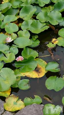 長岡デリヘル 人妻楼　長岡店(ヒトヅマロウ　ナガオカテン) なな(43)の7月16日写メブログ「ハヤク・・」