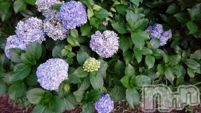 長岡デリヘル 人妻楼　長岡店(ヒトヅマロウ　ナガオカテン) なな(43)の7月23日写メブログ「「辛抱強い愛情」」