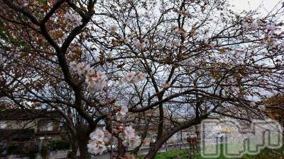 長岡デリヘル 人妻楼　長岡店(ヒトヅマロウ　ナガオカテン) なな(43)の11月30日写メブログ「ほんの一瞬だけ！」