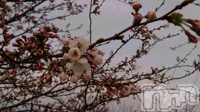 長岡デリヘル 人妻楼　長岡店(ヒトヅマロウ　ナガオカテン) なな(43)の3月30日写メブログ「チラホラ・・」