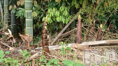 長岡デリヘル 人妻楼　長岡店(ヒトヅマロウ　ナガオカテン) なな(43)の5月20日写メブログ「タケノコ泥棒」