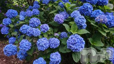 長岡デリヘル 人妻楼　長岡店(ヒトヅマロウ　ナガオカテン) なな(43)の7月4日写メブログ「想像するもの。」