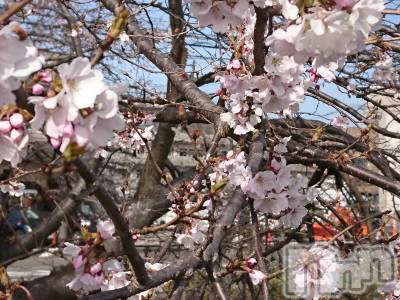 長岡デリヘル 人妻楼　長岡店(ヒトヅマロウ　ナガオカテン) なな(43)の3月25日写メブログ「昨日桜が咲いてました。」