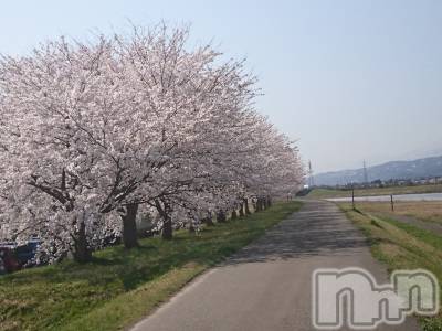 長岡デリヘル 人妻楼　長岡店(ヒトヅマロウ　ナガオカテン) なな(43)の4月1日写メブログ「桜その①」