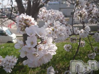 長岡デリヘル 人妻楼　長岡店(ヒトヅマロウ　ナガオカテン) なな(43)の4月1日写メブログ「桜がその②」