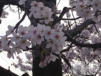 長岡デリヘル 人妻楼　長岡店(ヒトヅマロウ　ナガオカテン) なな(43)の4月2日写メブログ「満開の桜を観ながら」