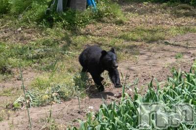 長岡デリヘル 人妻楼　長岡店(ヒトヅマロウ　ナガオカテン) なな(43)の5月15日写メブログ「熊が出たらしい」