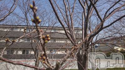 長岡デリヘル 人妻楼　長岡店(ヒトヅマロウ　ナガオカテン) なな(43)の3月26日写メブログ「やってはみたものの」