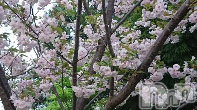 長岡デリヘル 人妻楼　長岡店(ヒトヅマロウ　ナガオカテン) なな(43)の4月24日写メブログ「昨日咲いてた桜」