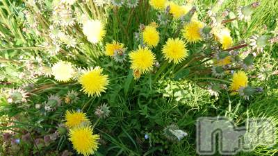 長岡デリヘル 人妻楼　長岡店(ヒトヅマロウ　ナガオカテン) なな(43)の5月9日写メブログ「ズバリ、不作(笑)」