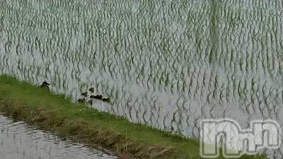 長岡デリヘル 人妻楼　長岡店(ヒトヅマロウ　ナガオカテン) なな(43)の5月30日写メブログ「分かるかな？」