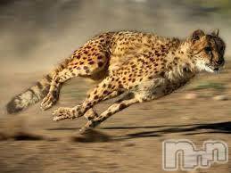 柏崎デリヘル(デリヘルカシワザキ)の2017年2月9日お店速報「最速でイケチャイマス」