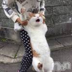 柏崎デリヘル デリヘル柏崎【柏崎唯一のデリヘル！地元新潟女性と会える店】(デリヘルカシワザキ)の4月25日お店速報「猫脱走中～(=^・・^=)」