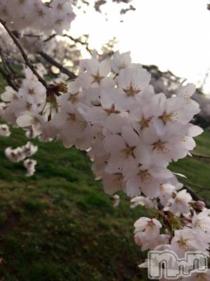 松本駅前キャバクラ・クラブclub Eight(クラブ エイト) とも(34)の4月9日写メブログ「城山桜‼︎」