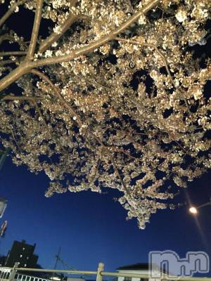 松本駅前キャバクラ・クラブclub Eight(クラブ エイト) とも(34)の4月8日写メブログ「夜桜♡」
