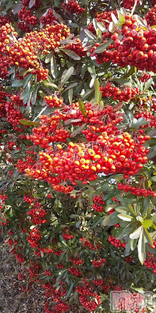 上田発デリヘル人妻華道 上田店(ヒトヅマハナミチウエダテン) 【熟女】春美(45)の1月28日写メブログ「赤い実」