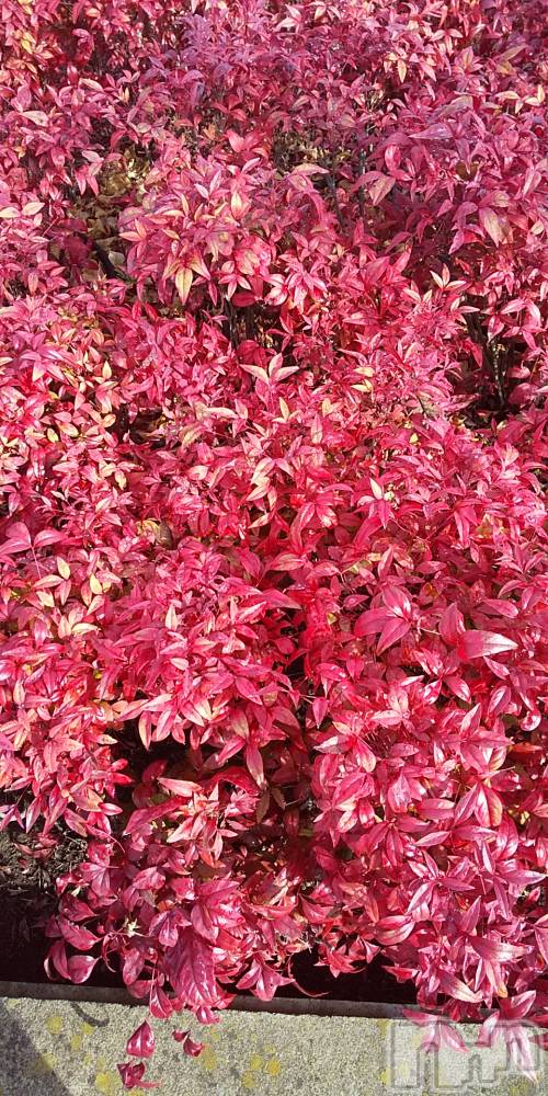 上田発デリヘル人妻華道 上田店(ヒトヅマハナミチウエダテン) 【熟女】春美(45)の1月31日写メブログ「鮮やか」