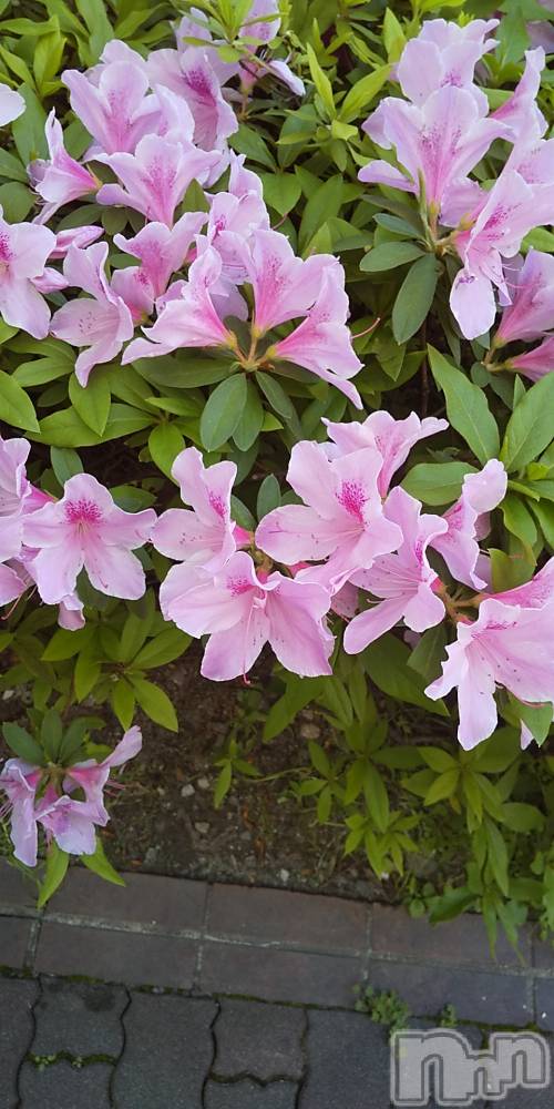 上田発デリヘル人妻華道 上田店(ヒトヅマハナミチウエダテン) 【熟女】春美(45)の4月25日写メブログ「綺麗に」