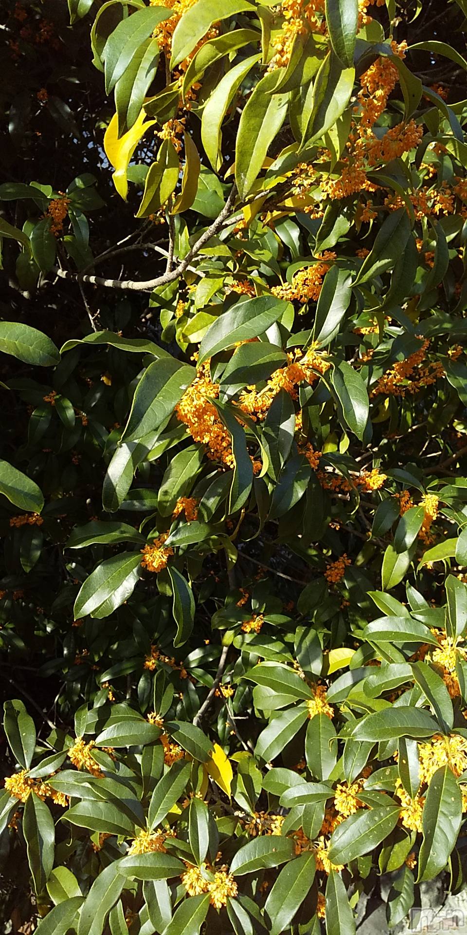 上田発デリヘル人妻華道 上田店(ヒトヅマハナミチウエダテン)【熟女】春美(45)の2020年10月6日写メブログ「金木犀」