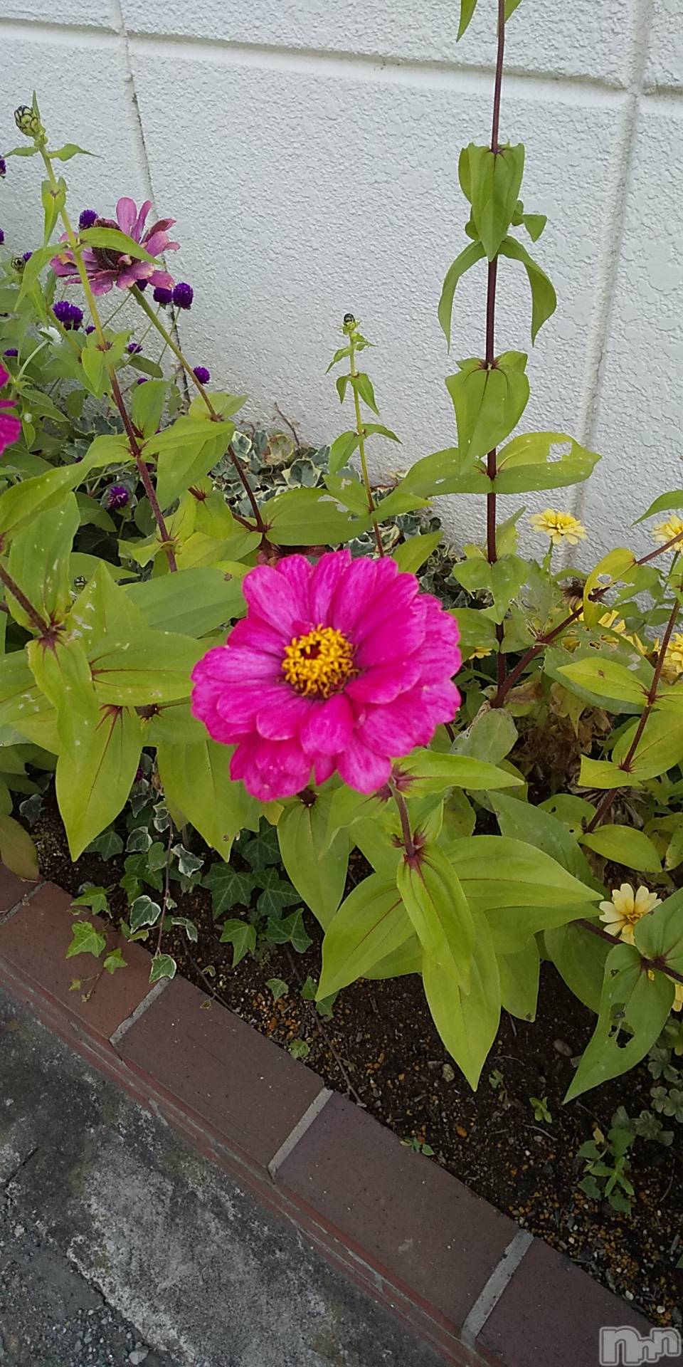 上田発デリヘル人妻華道 上田店(ヒトヅマハナミチウエダテン)【熟女】春美(45)の2020年11月5日写メブログ「綺麗な花」