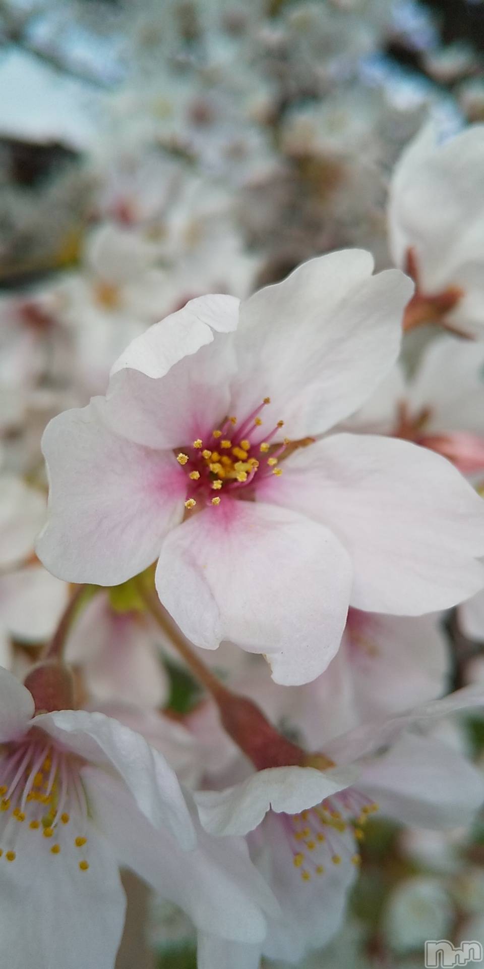 上田発デリヘル人妻華道 上田店(ヒトヅマハナミチウエダテン)【熟女】春美(45)の2021年4月2日写メブログ「満開」